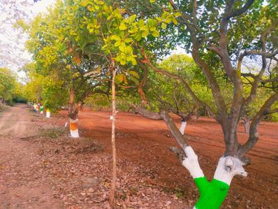 Project Image of 9594.0 - 13838.0 Sq.ft Residential Plot Plot for buy in Banyan Red Soil Mango Farms