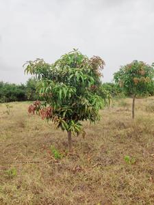 Project Image of 1300.0 - 2500.0 Sq.ft Agricultural Land Agricultural Land for buy in Green Nature Farms