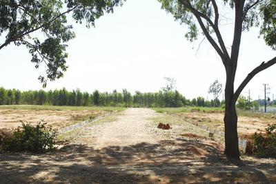 Project Image of 1200.0 - 2400.0 Sq.ft Residential Plot Plot for buy in Maxworth Max Blossom