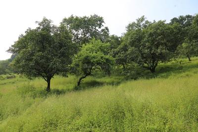 Project Image of 21776.0 - 59019.0 Sq.ft Residential Plot Plot for buy in Holistic Evernest Prime Roha
