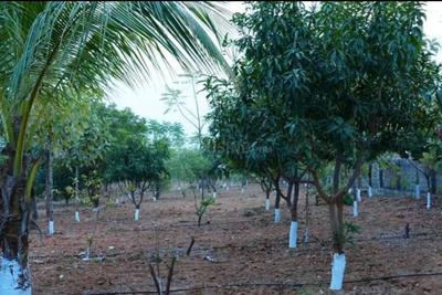 Gallery Cover Pic of Sahasra Mango Garden Phase 1
