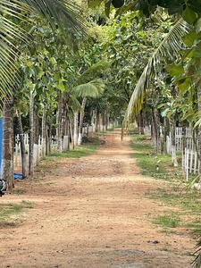 Project Image of 5659.0 - 16247.0 Sq.ft Residential Plot Plot for buy in Arinaa Country Farms