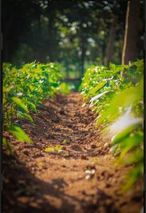 Project Image of 5659.0 - 16247.0 Sq.ft Residential Plot Plot for buy in Arinaa Country Farms