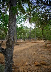Project Image of 1593.06 - 4389.0 Sq.ft Residential Plot Plot for buy in DRA Ranka Palm Lakeside