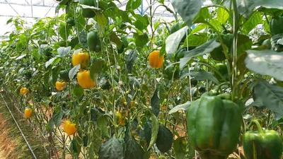 Project Image of 4356.0 - 43560.0 Sq.ft Agricultural Land Agricultural Land for buy in Aruna Ashwadhaa Organic Gardens