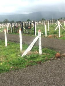 Project Image of 1867.0 - 5845.0 Sq.ft Residential Plot Plot for buy in Landscapes Nisargsrishti