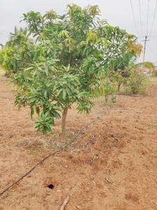 Project Image of 1300.0 - 2500.0 Sq.ft Agricultural Land Agricultural Land for buy in Green Nature Farms