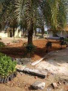 Project Image of 600.0 - 4800.0 Sq.ft Residential Plot Plot for buy in Accord Ranch City