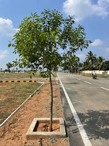 Project Image of 1000.0 - 2500.0 Sq.ft Residential Plot Plot for buy in Fairland Phase V