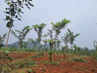 Project Image of 0.0 - 1800.0 Sq.ft Residential Plot Plot for buy in Charan Sandal Gardens