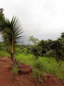 Project Image of 1000.0 - 10000.0 Sq.ft Residential Plot Plot for buy in Farm N Land Mangaon