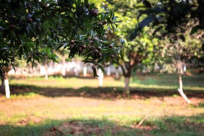 Project Image of 5659.0 - 16247.0 Sq.ft Residential Plot Plot for buy in Arinaa Country Farms