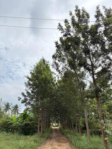 Project Image of 6000.0 - 12000.0 Sq.ft Residential Plot Plot for buy in Navile Farms 