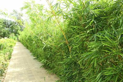 Project Image of 900.0 - 2400.0 Sq.ft Residential Plot Plot for buy in Century Greens Phase 1