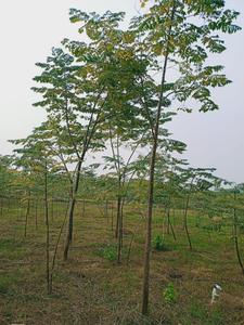 Project Image of 1485.0 - 1980.0 Sq.ft Residential Plot Plot for buy in Charan Sai Brindavanam Malabarneem Plantation