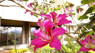 Project Image of 373.83 - 616.66 Sq.ft 1 BHK Apartment for buy in Grow Riverside Greens