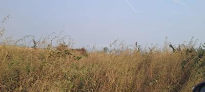 Project Image of 1000.0 - 10000.0 Sq.ft Residential Plot Plot for buy in Plots In Belondekhar