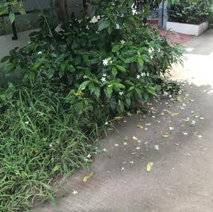 Project Image of 1345.49 - 2006.39 Sq.ft Residential Plot Plot for buy in V S V3 Balaji Green City And Balaji Hights Plot