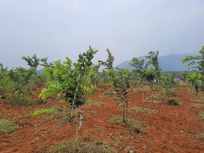 Project Image of 0.0 - 1800.0 Sq.ft Residential Plot Plot for buy in Charan Sandal Gardens