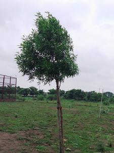 Project Image of 743.46 - 1983.14 Sq.ft Residential Plot Plot for buy in RCP Vip City Sector 2 Prime 2
