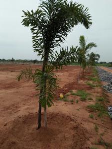 Project Image of 2178.0 - 5445.0 Sq.ft Residential Plot Plot for buy in Mudra Resorts And Farm Land