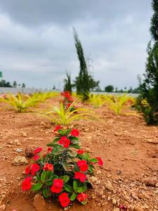 Project Image of 1350.0 - 3600.0 Sq.ft Residential Plot Plot for buy in Siyora Shreyas