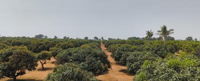 Project Image of 0.0 - 5445.0 Sq.ft Residential Plot Plot for buy in Vision Aashritha Mango Garden