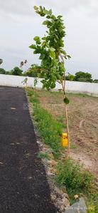 Project Image of 1120.0 - 1155.0 Sq.ft Residential Plot Plot for buy in JK Sri Kamatchi Nagar