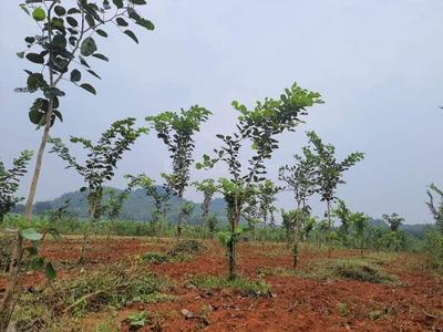 Project Image of 0.0 - 1800.0 Sq.ft Residential Plot Plot for buy in Charan Sandal Gardens