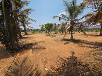 Project Image of 5944.0 - 10423.0 Sq.ft Residential Plot Plot for buy in Destiny Coconut Garden