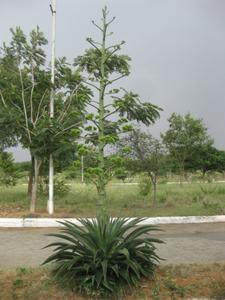 Project Image of 1215.0 - 2430.0 Sq.ft Residential Plot Plot for buy in Vasundhara Lorvens Gold Leaf