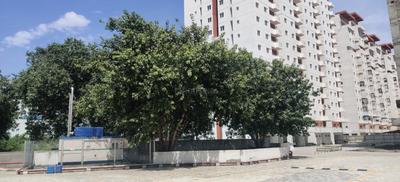 Galaxy Tower Of The Gem Grove Elevation 1