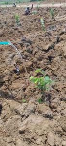 Project Image of 0.0 - 900.0 Sq.ft Residential Plot Plot for buy in Charan RED Sandel Garden