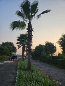 Project Image of 7500.0 - 10000.0 Sq.ft Residential Plot Plot for buy in Swaraj The Villagio