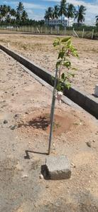 Project Image of 747.0 - 1350.0 Sq.ft Residential Plot Plot for buy in Sura Eswara Nagar