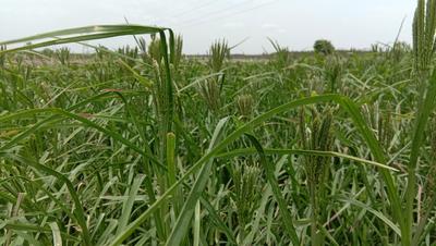 Project Image of 9600.0 - 19999.0 Sq.ft Residential Plot Plot for buy in Kingmakers Farm Land