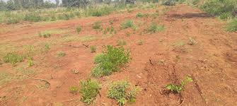 Project Image of 1000.0 - 10000.0 Sq.ft Residential Plot Plot for buy in Mahamumbai Plots In Belondekhar