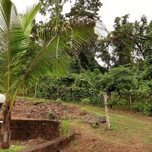 Project Image of 1000.0 - 10000.0 Sq.ft Residential Plot Plot for buy in Farm N Land Mangaon