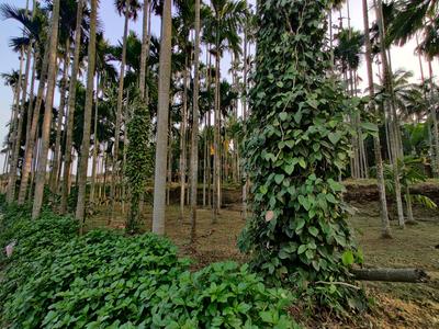 Project Image of 1000.0 - 5663.0 Sq.ft Residential Plot Plot for buy in ABI Maayya