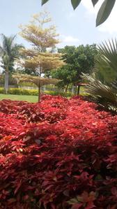 Project Image of 1295 Sq.ft 2 BHK Apartment / Flat for sale in Devinagar for Rs. 21100000