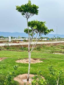Project Image of 720.0 - 1620.0 Sq.ft Residential Plot Plot for buy in Aravali Hill View Estate