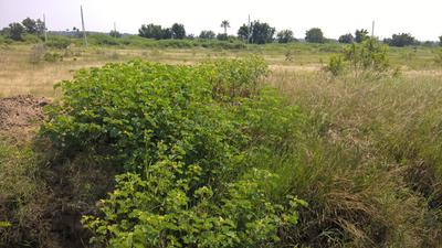 Project Image of 612.0 - 5400.0 Sq.ft Residential Plot Plot for buy in Suchirindia Silver Sands