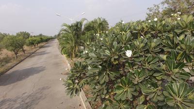Project Image of 4500.0 - 18000.0 Sq.ft Residential Plot Plot for buy in Samruddhi Manikya Meadows Farm Plots