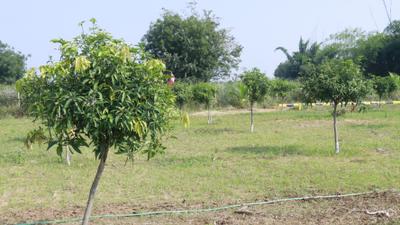 Project Image of 1089.0 - 5445.0 Sq.ft Residential Plot Plot for buy in Lotus Kalpavruksha Farm Plots