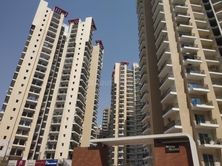 Town White Orchid - Image 3