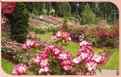 Project Image of 900.0 - 3600.0 Sq.ft Residential Plot Plot for buy in Temple Rose Pearl City