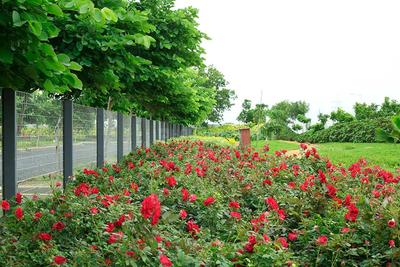 Project Image of 2700.0 - 4500.0 Sq.ft Residential Plot Plot for buy in Aparna Western Meadows