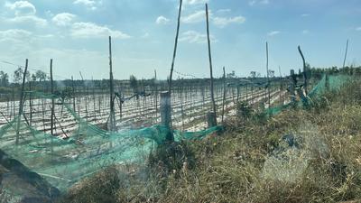 Project Image of 5178.0 - 11433.0 Sq.ft Residential Plot Plot for buy in PK Mango Nest Farmlands