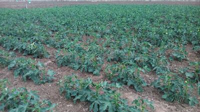 Project Image of 9600.0 - 19999.0 Sq.ft Residential Plot Plot for buy in Kingmakers Farm Land