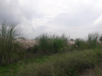 Project Image of 450.0 - 1800.0 Sq.ft Residential Plot Plot for buy in Vardah Aashiyana Enclave